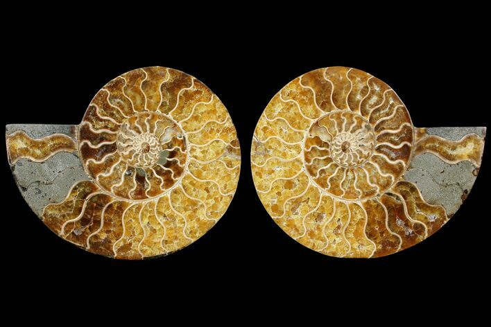 Agatized Ammonite Fossil - Madagascar #121473